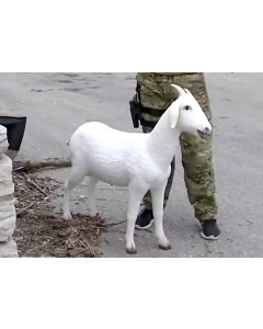 Goat Decoy - Improvised Explosive Goat (IEG)